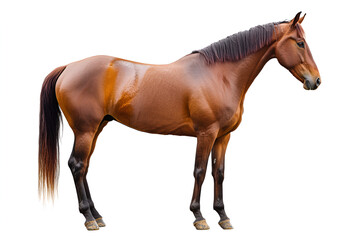 Horse with brown coat, standing in full length, isolated on a white background,