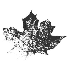 Black print autumn maple leaf. Isolated traced ink fall object. Vintage vector illustration on transparent background