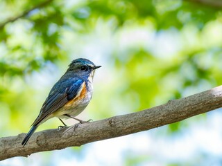 森の中の木陰で枝に留まって周りを見渡しているルリビタキの雄