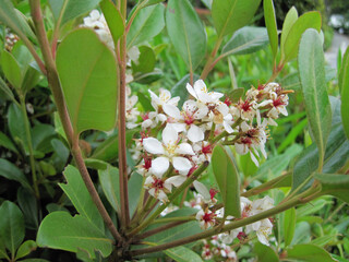 Pictures of yeddo hawthorn blossoms