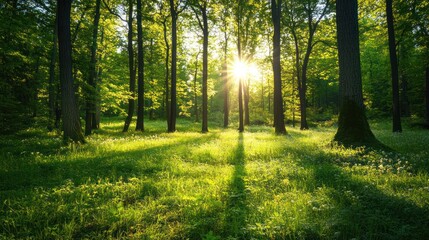 Obraz premium Sunbeams Illuminating a Lush Green Forest