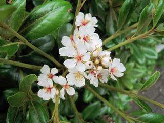 Pictures of yeddo hawthorn blossoms