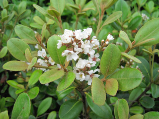 Pictures of yeddo hawthorn blossoms