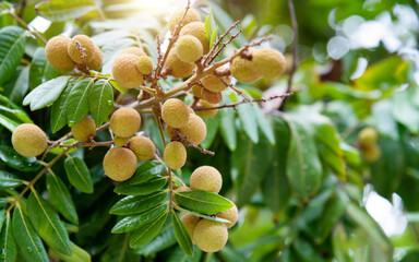 Longan fruits on the tree