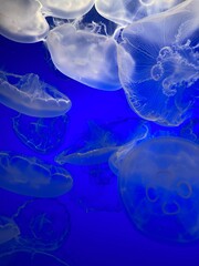 Jellyfish in a blue aquarium 