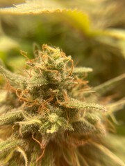 close up of weed bud
