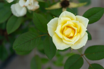 黄色い一輪のバラ