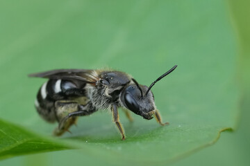 Closeup on a female of the rare European Dark Giant furrow bee, Lasioglossum majus on a green leaf