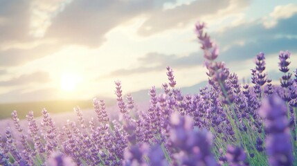 Obraz premium Lavender Field at Sunset