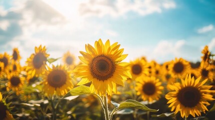 Obraz premium Sunflowers Field