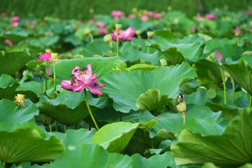 ハスの花に寄り添うスズメ