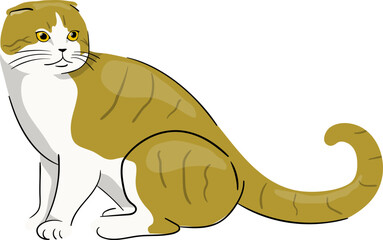 Illustration of a Scottish Fold Cat