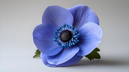 Obraz premium Blue Anemone Flower Close Up.