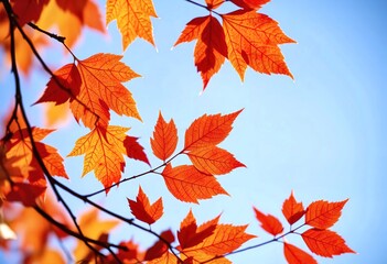 Naklejka premium Autumn transparent leaves over blue background