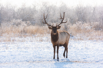 Beautiful big horned deer on a sunny winter day