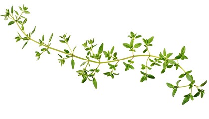 Thyme branch isolated on white background
