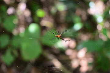 Ventral view of a tiny, juvenile orchard orb weaver sitting on its spider web