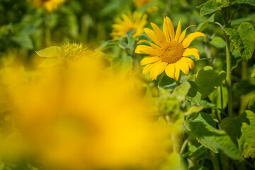 A sunflower field full of vibrant sunflowers