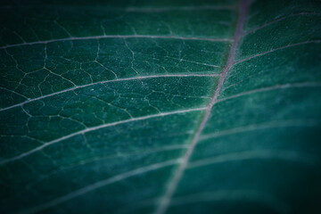 Green leaf veins, macro photography