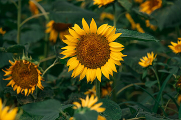 Vibrant Sunflower Field Under the Summer Sky: A Beautiful Nature Scene