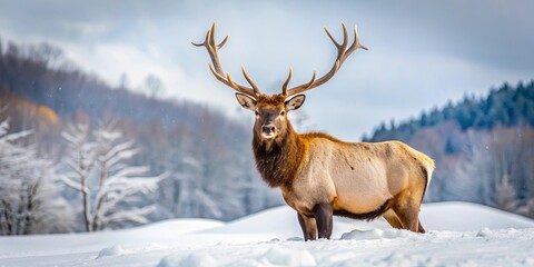 American or Canadian Elk standing in deep snow during early winter in North Quebec, Canada, Elk, winter, snow, North Quebec