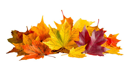 Pile of autumn colored leaves isolated on a transparent background