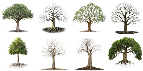 Fototapeta premium An assortment of eight trees showing different stages and forms, ranging from lush greenery to bare branches, representing the beauty of seasonal changes in nature.