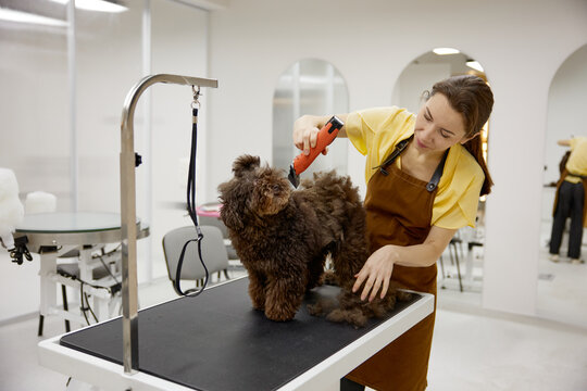 Female specialist veterinarian trimming cute fluffy dog at grooming pet studio