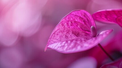 A tight shot of a pink bloom with out-of-focus petals and leaves in the foreground