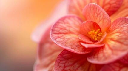 Fototapeta premium A close-up of a pink flower with a yellow stamen in its center