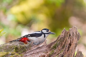 A great spotted woodpecker clibs on a tree stump.   Dendrocopos major