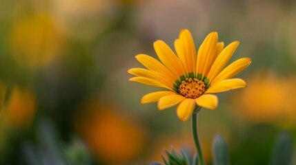 Obraz premium A yellow bloom, green-centered, amidst a sea of yellow flowers and emerald foliage