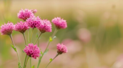 Fototapeta premium A tight shot of a mass of pink blooms in a meadow, with out-of-focus grasses in the backdrop