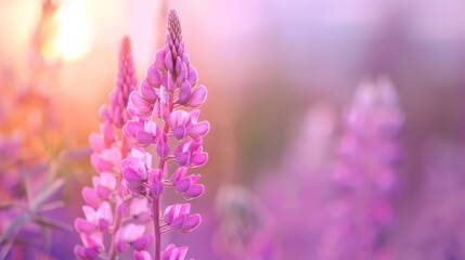 Obraz premium A close-up of a purple flower with the sun shining behind it