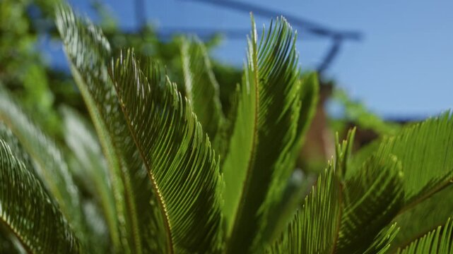 Lush green leaves of the cycas revoluta plant outdoors in sunny mallorca, balearic islands, under a clear blue sky with vibrant foliage in the background