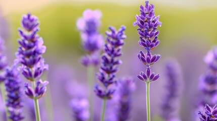 Naklejka premium A tight shot of a flower cluster, with purple blossoms in the foreground and indistinct background flowers