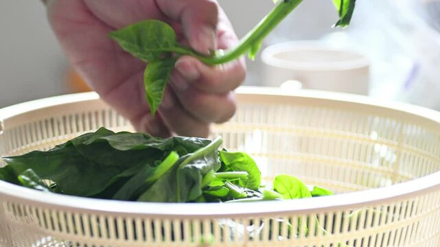 Preparing malabar spinach or aligbati for cooking