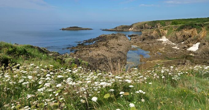 Visnaga daucoides flowers. Hiking trail between Le pouldu and Doelan, Finistere department, Brittany in France