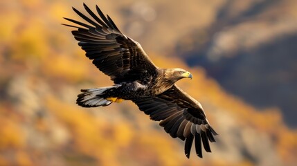 Obraz premium A large bird flies through the air with its wings spread wide