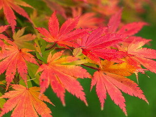 autumn red maple leaves background