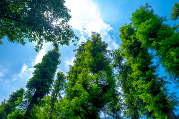 Forest Under the Sky: A Tranquil Nature Landscape