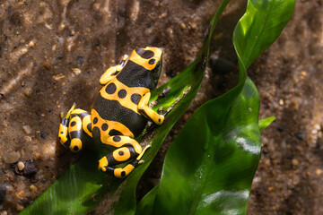 The yellow-banded poison dart frog, Dendrobates leucomelas, bumblebee frog
