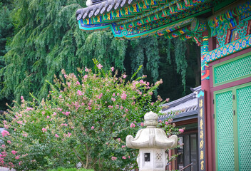 Crape Myrtle Flowers in Full Bloom at the Temple: A Serene Nature Scene