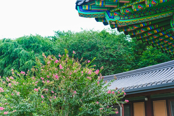 Crape Myrtle Flowers in Full Bloom at the Temple: A Serene Nature Scene