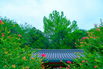 Obraz premium Crape Myrtle Flowers in Full Bloom at the Temple: A Serene Nature Scene