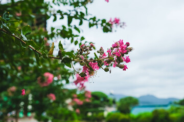 Crape Myrtle Flowers in Full Bloom at the Temple: A Serene Nature Scene