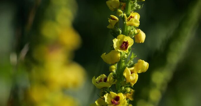 Verbascum nigrum also knowed as black mullein or  dark mullein