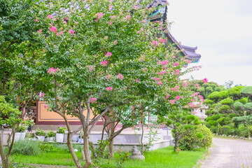 Crape Myrtle Flowers in Full Bloom at the Temple: A Serene Nature Scene