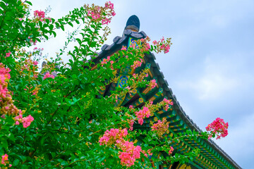 Crape Myrtle Flowers in Full Bloom at the Temple: A Serene Nature Scene
