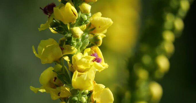 Verbascum nigrum also knowed as black mullein or  dark mullein